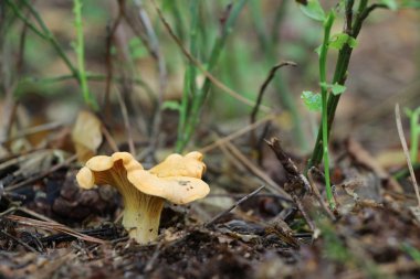 ormanda güzel Cantharellus cibarius
