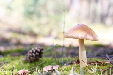 güzel mantar ve çam koni