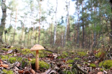 Ormandaki güzel mantarlar