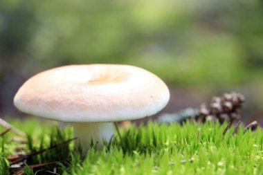 moss, güzel russula