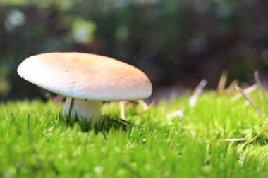güzel russula moss ahşap