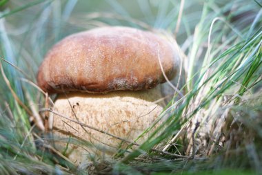 büyüyen büyük beyaz mantar