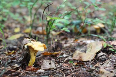 ahşap yaprak ile büyüyen Cantharellus cibarius
