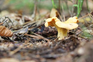 Cantharellus cibarius makro büyüyen