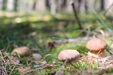 büyüyen üç ceps yakın çekim