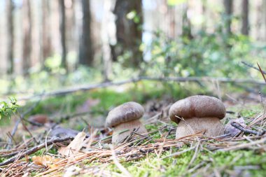 büyüyen iki beyaz mantar