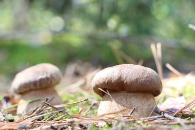 beyaz mantar yakın çekim çifti