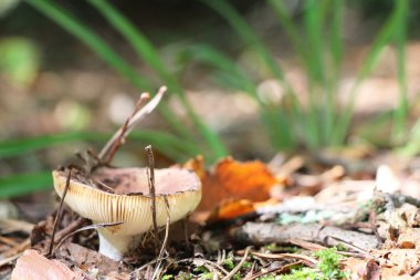 Kırmızı russula ormanda büyüyen