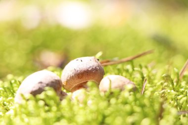 üç küçük ceps yosun