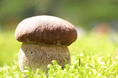 Beyaz cep moss güneş