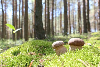 iki beyaz ceps moss ahşap