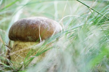 Çimlerde beyaz mantar