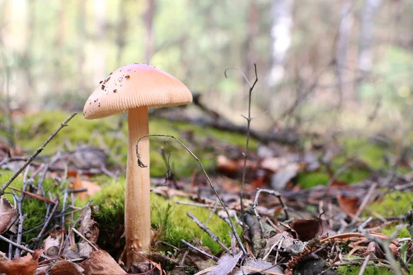 냉동 버섯 성장 — 스톡 사진