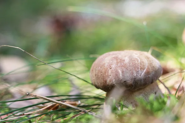 Groeiende witte cep close-up — Stockfoto