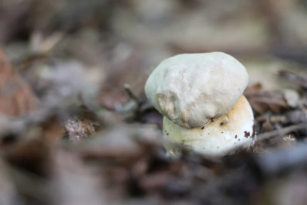 작은 흰 버섯 클로즈업 — 스톡 사진