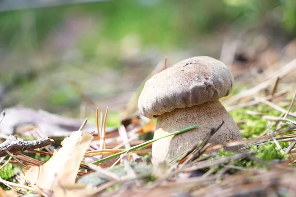 작은 흰 버섯 — 스톡 사진