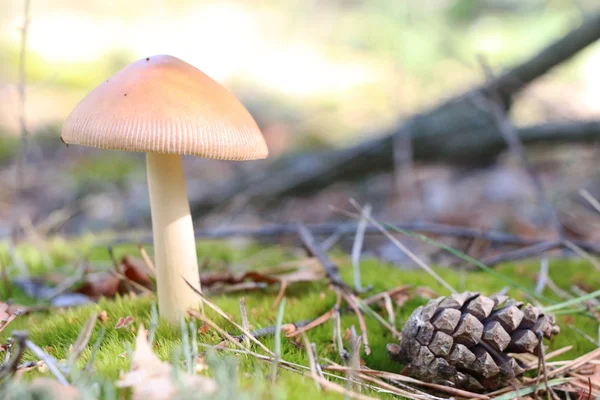 Mushroom and pine cone — Stock Photo, Image