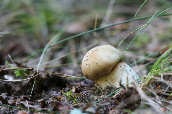Один маленький білий гриб — стокове фото