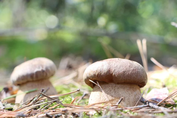 beyaz mantar yakın çekim çifti