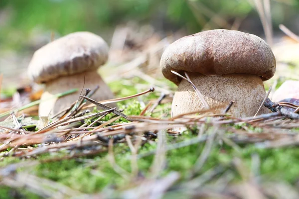 beyaz mantar makro çifti