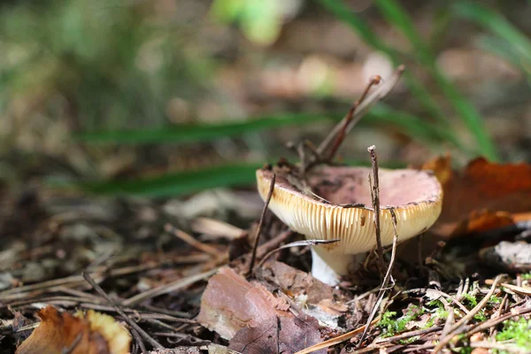 나무에서 성장 하는 빨간 russula — 스톡 사진