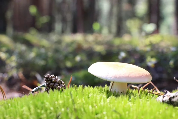 russula yosun ve çam koni