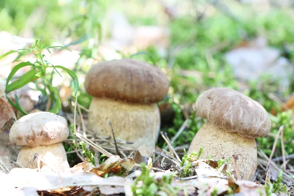 Tři rostoucí CEP — Stock fotografie