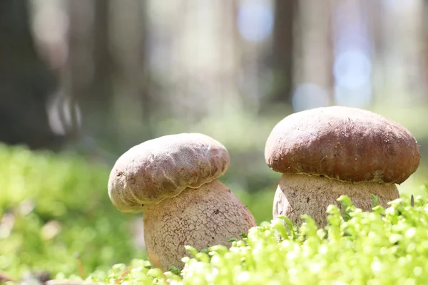 iki beyaz ceps yosun