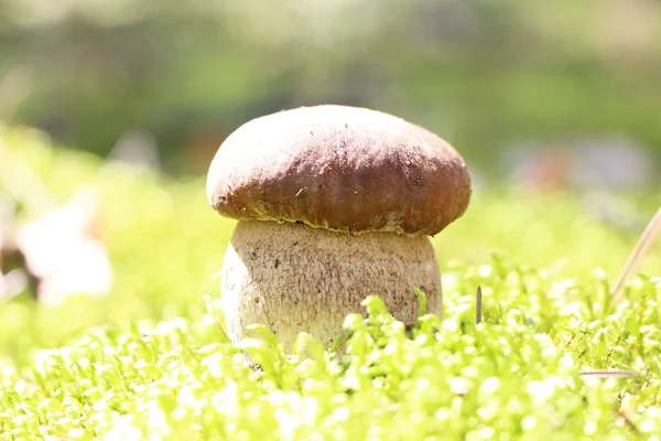 Beyaz cep Merkezi moss güneş