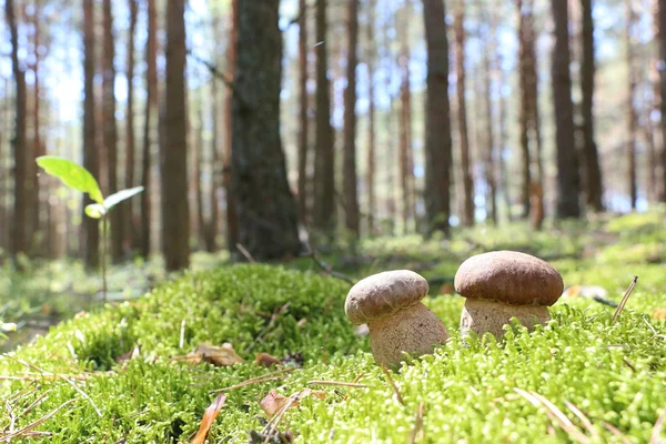 iki beyaz ceps moss ahşap