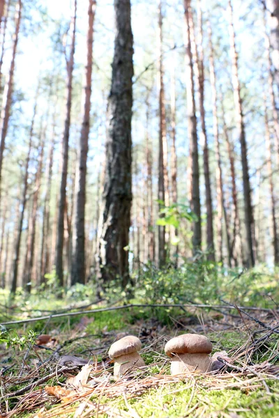 Two white ceps wood — Stock Photo, Image