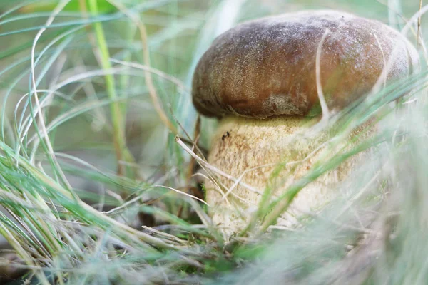 beyaz mantar çim yakın çekim