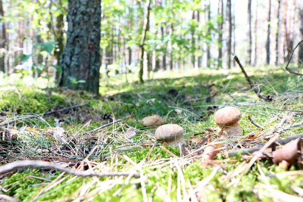 Wood sun growing ceps — Stock Photo, Image