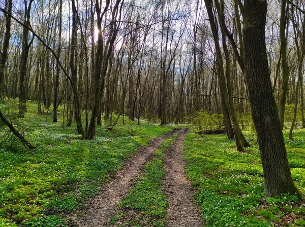 Old road in the spring forest — Stock Photo, Image