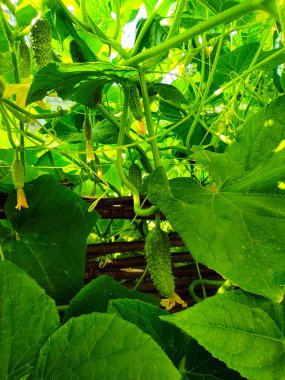 Çitlerde büyüyen salatalıklar.