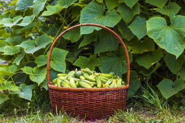 Bahçede salatalıklı sepet. Taze, büyük salatalık arkaplanı. Sağlıklı yeşil yiyecek