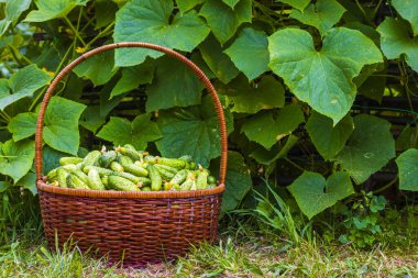 Bahçede salatalık hasadı olan sepet. Taze, büyük salatalık arkaplanı. Sağlıklı yeşil yiyecek