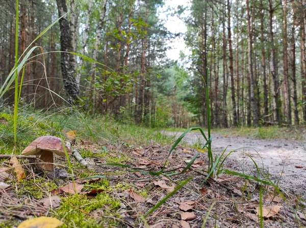 Mushroom grows near forest road — Stock Photo, Image