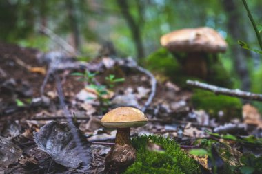 Karınca yuvasının yakınındaki ormanda yenmez bir mantar.