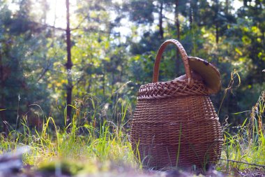 Orman sepeti ve boletus. Vahşi ormandaki mantarlar