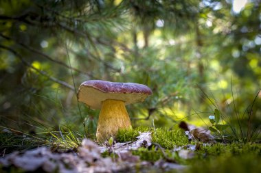 Büyük sepet mantarı ağaçta yetişir. Doğada kraliyet porcini yemeği. Vahşi ormanda büyüyen Boletus.