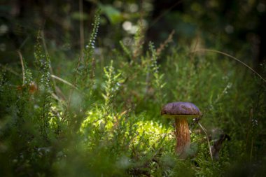Vahşi yosun ormanlarında mantar yetişir. Doğada kraliyet porcini yemeği. Vahşi ormanda büyüyen Boletus.