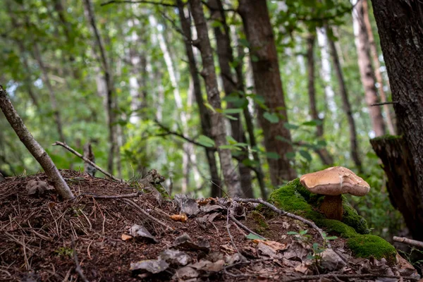 Inedible Mushroom Grows Wood Anthill — Stock Photo, Image