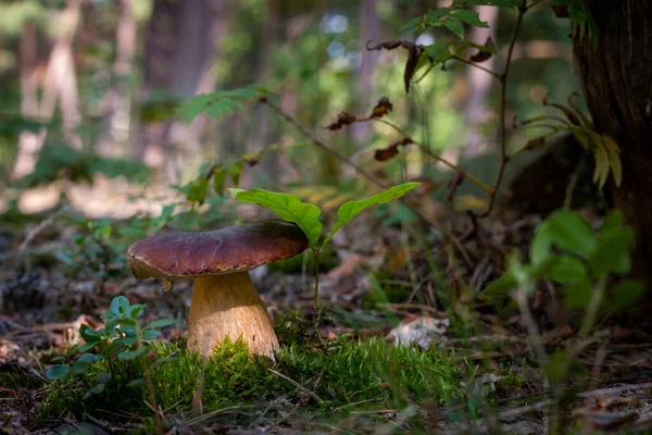 苔藓林中长出了大蘑菇 自然界中的皇家波特西尼食品 野生木材中生长的宝莲 — 图库照片