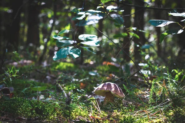 Cep boletus mantarı doğada yetişir. Doğada kraliyet porcini yemeği. Vahşi ormanda büyüyen Boletus.