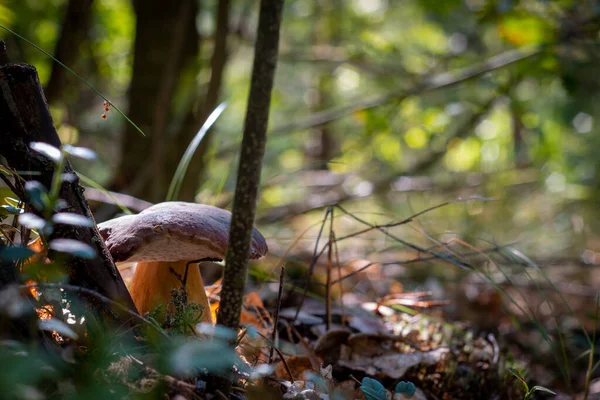 Cep Mushroom Tree Forest Royal Porcini Food Nature Boletus Growing — Stock Photo, Image