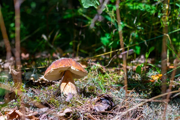 Vitsvamp Växer Skogen Kunglig Porcinimat Naturen Boletus Växer Vilt Trä — Stockfoto