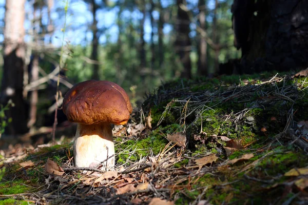 Cep Svamp Växer Mossa Och Barrskog Kunglig Porcinimat Naturen Boletus — Stockfoto