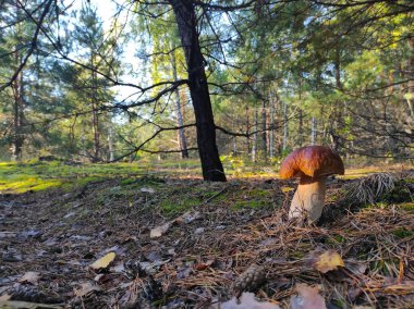 Büyük sepet mantarı kozalaklı ormanda yetişir. Doğada kraliyet porcini yemeği. Vahşi ormanda büyüyen Boletus.