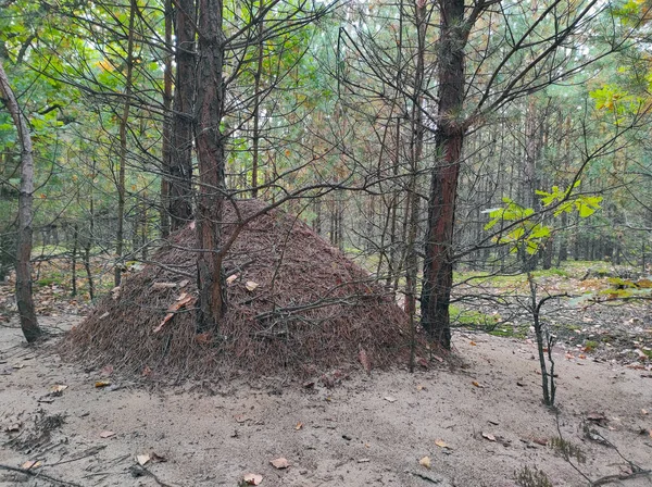 Formigueiro Muito Grande Madeira Construção Insetos Formigas Selvagens Floresta — Fotografia de Stock